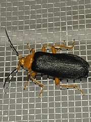 Neopyrochroa