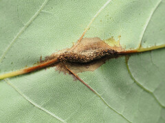 Puccinia sparganioidis