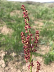 Rumex paucifolius