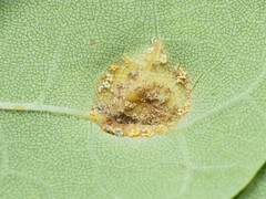 Puccinia sparganioidis