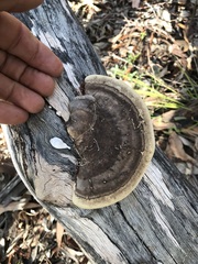Trametes marianna