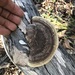 Trametes marianna - Photo (c) Rene, some rights reserved (CC BY-NC), uploaded by Rene