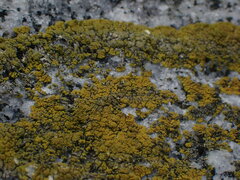 Polycauliona verruculifera