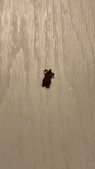 Galasa nigrinodis