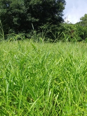 Rottboellia cochinchinensis