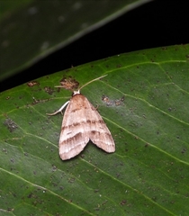 Flammona quadrifasciata