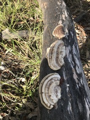 Trametes marianna