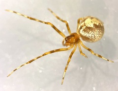 Theridion glaucescens