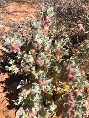 Atriplex holocarpa