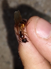 Camponotus vafer