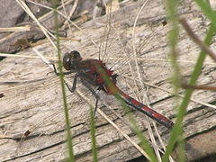Leucorrhinia borealis