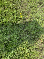 Ludwigia peploides glabrescens