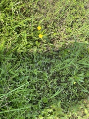 Ludwigia peploides glabrescens