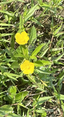 Ludwigia peploides glabrescens