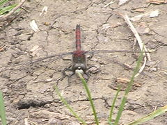 Leucorrhinia borealis