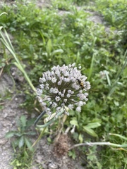 Allium angulosum