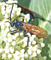Pepsis pallidolimbata