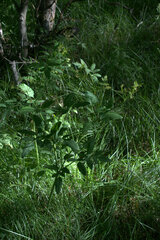 Osmorhiza depauperata