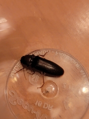 Hemicrepidius nemnonius