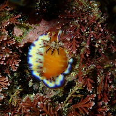 Goniobranchus collingwoodi
