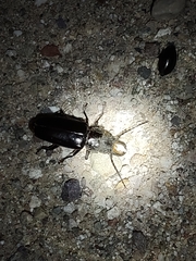 Nothopleurus lobigenis