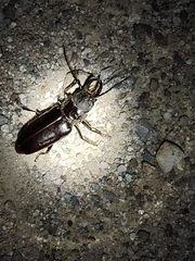 Nothopleurus lobigenis