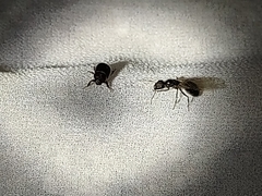 Camponotus mina