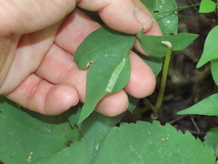 Macrosaccus morrisella
