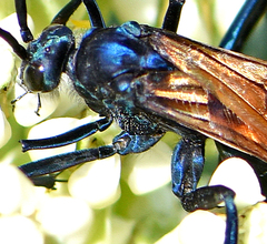 Pepsis pallidolimbata