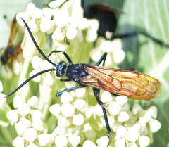 Pepsis pallidolimbata