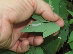 Macrosaccus morrisella