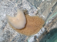 Kaburakia excelsa