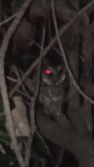 Otus megalotis