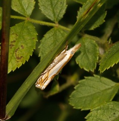 Crambus agitatellus