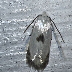 Pseudopostega quadristrigella