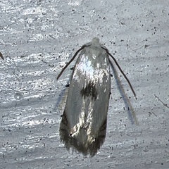 Pseudopostega quadristrigella