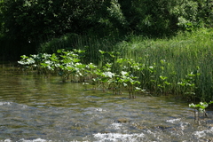Petasites radiatus