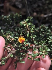Pultenaea microphylla
