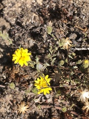 Lessingia pectinata pectinata