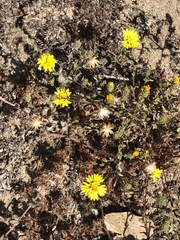 Lessingia pectinata pectinata