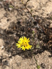 Lessingia pectinata pectinata