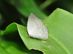Curetis santana