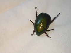 Anomala rubripes rubripes