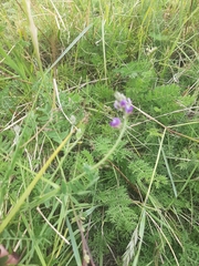 Astragalus versicolor