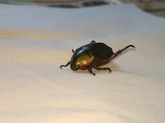 Anomala rubripes rubripes