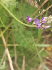Astragalus versicolor