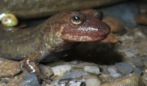 Cherokee Blackbelly Salamander