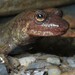 Cherokee Blackbelly Salamander - Photo (c) M.B., some rights reserved (CC BY), uploaded by M.B.