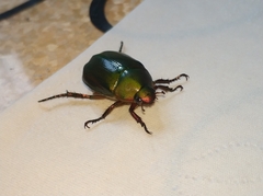 Anomala rubripes rubripes