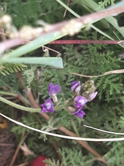 Astragalus versicolor